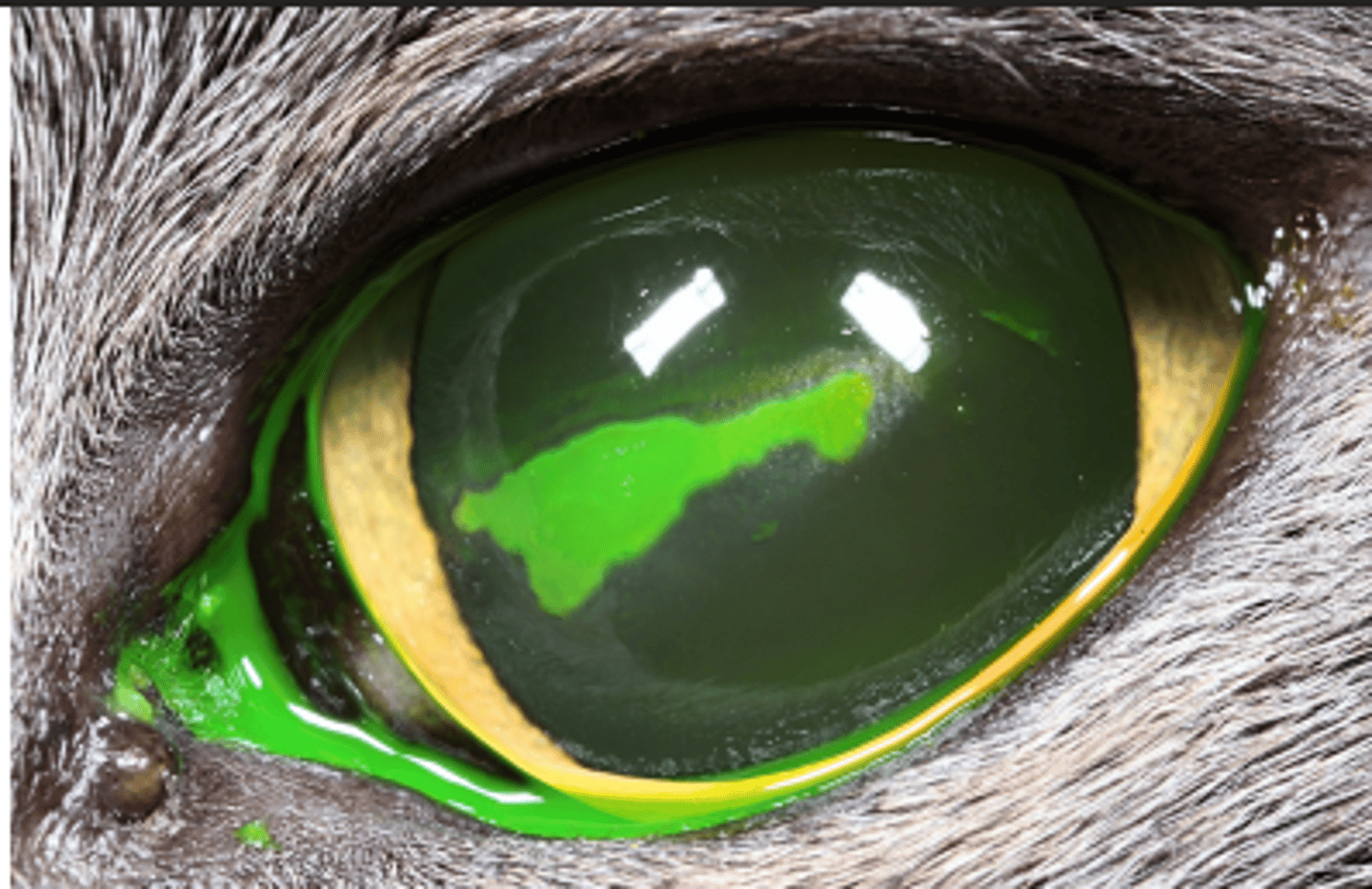 <p>Describe simple corneal ulceration.</p>