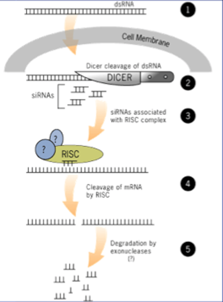 <p>In plants, RdRP can make antisense RNA from sense RNA. The antisense mRNA will bind to sense RNA.</p><p>In humans, if antisense RNA is provided, it can bind to the sense mRNA</p>