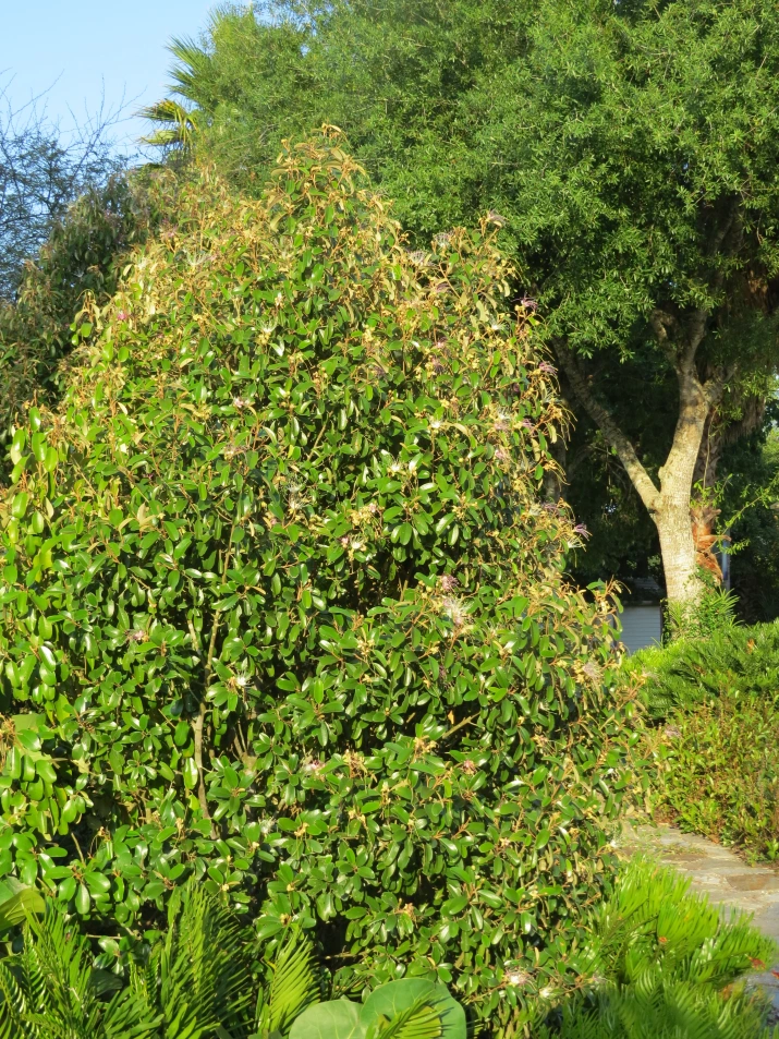 <p>Limber Caper</p><p>Can be a bush or a vine, has pink flowers and “teeth pods”</p>