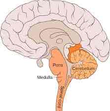 <p>location: brainstem, below pons, above spinal cord</p><p>function: autonomic functions: blood pressure, heartbeat, inhaling and exhaling, digestion, etc</p>