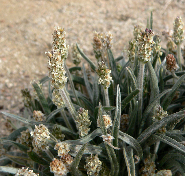 <p>plantaginacées</p>