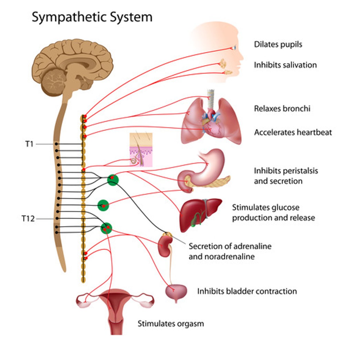 <p>1) Mobilizes the body during extreme situations (the "fight-or-flight" system)</p><p>- Involves "E activities"- exercise, excitement, emergency, and embarrassment</p><p>- Promotes adjustments during exercise -blood flow to organs is reduced, flow to skeletal muscles and heart is increased</p><p>- Its activity is illustrated by a person who is threatened (Increase in HR, breathing is rapid and deep, skin is cold and sweaty, and the pupils dilate)</p>