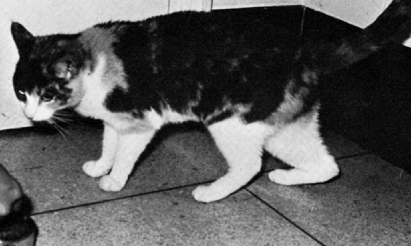 <p>What do you suspect this cat has?</p>