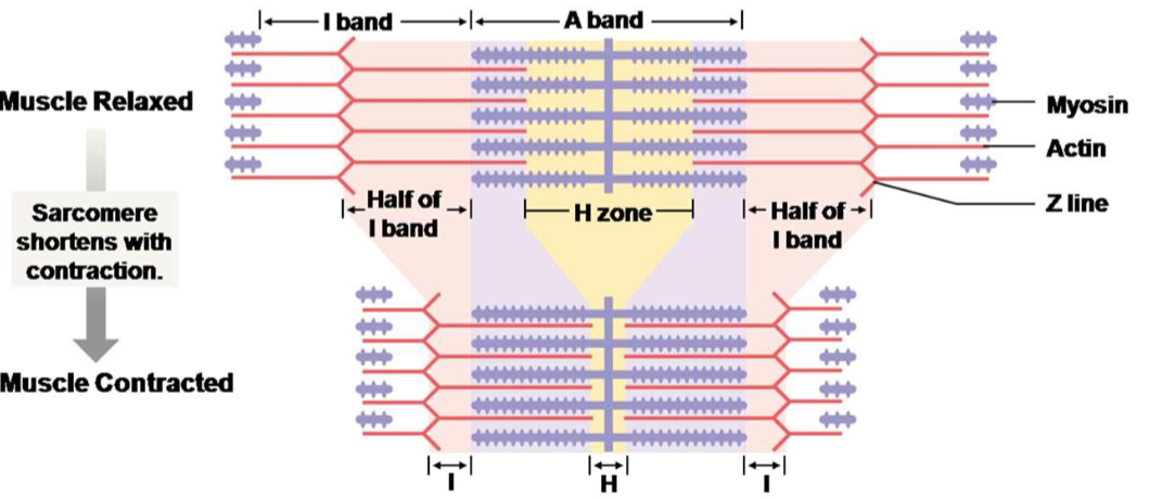 <p>So if sarcomeres shorten in lengthā¦</p>