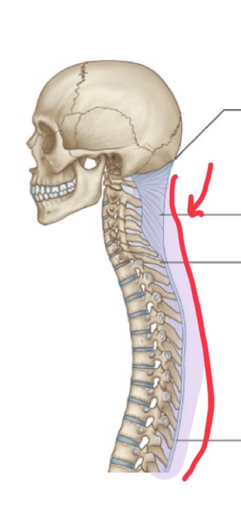 <p>Spans from the external occipital protuberance to spinous process of C7. Stabilize his massive head when running.</p>