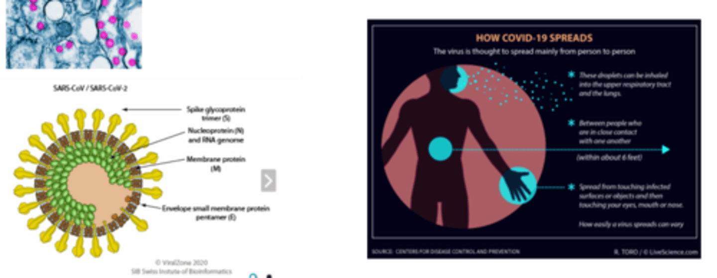 <p>- zoonotic virus, natural host= vertebrates; animal reservoirs- bats</p><p>- cell receptor ACE2</p><p>- respiratory transmission</p><p>- primary site of infection: epithelial cells of respiratory or enteric tracts</p><p>- secondary sites: kidney, heart tissue</p><p>RNA virus so genome continually has errors as it replicate </p><p>but it has a proofreading mechanism</p>