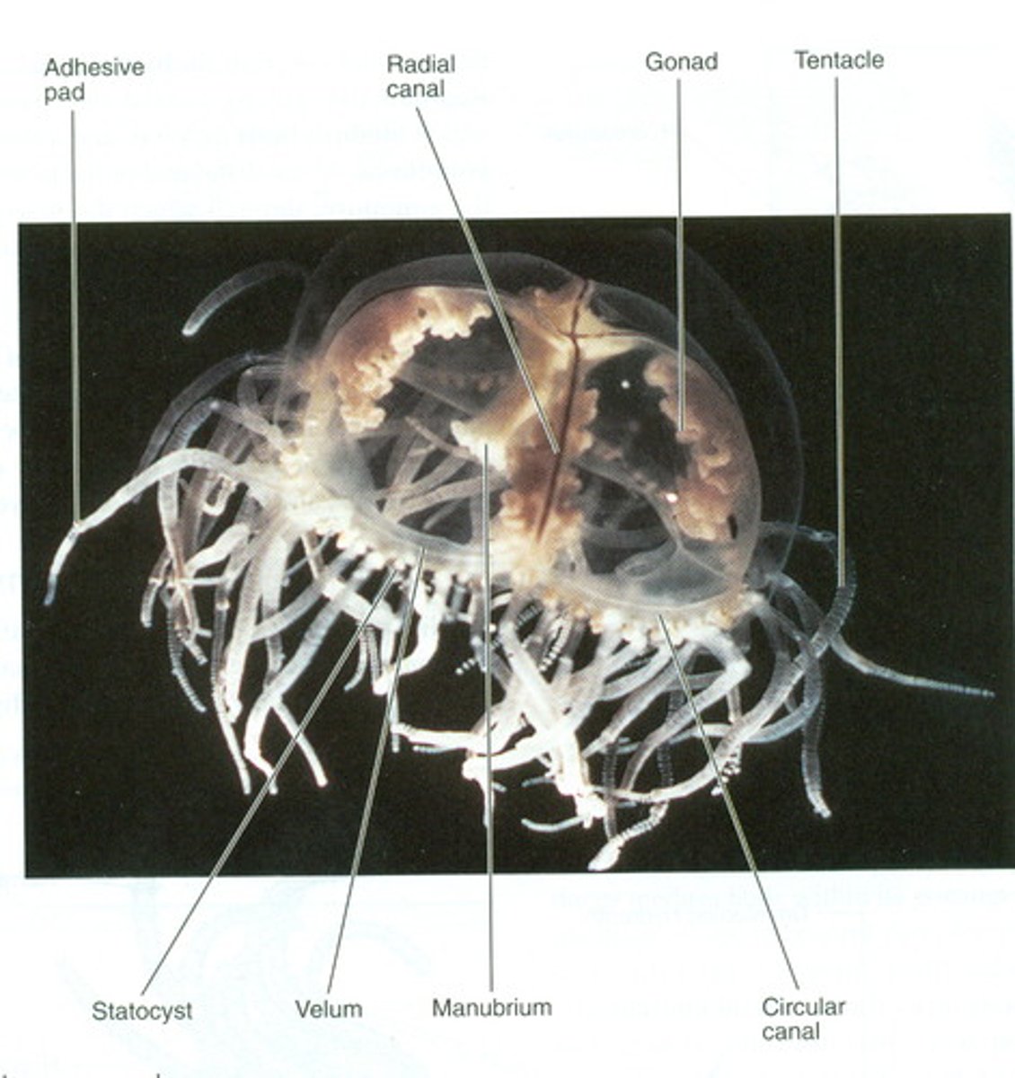 <p>has an atypically large medusae<br>-medusae are more gelatinous than polyps because the mesoglea is more extensive<br>-velum on the inner periphery of the medusae and the mouth at the end of the manubrium<br>-gastrovascular cavity radiates from center as ring canals connected by a circular canal<br>-gonads (tissue that produces gametes) attach to the radial canals and appear similar in males and females<br>-tentacles have a rough surface</p>