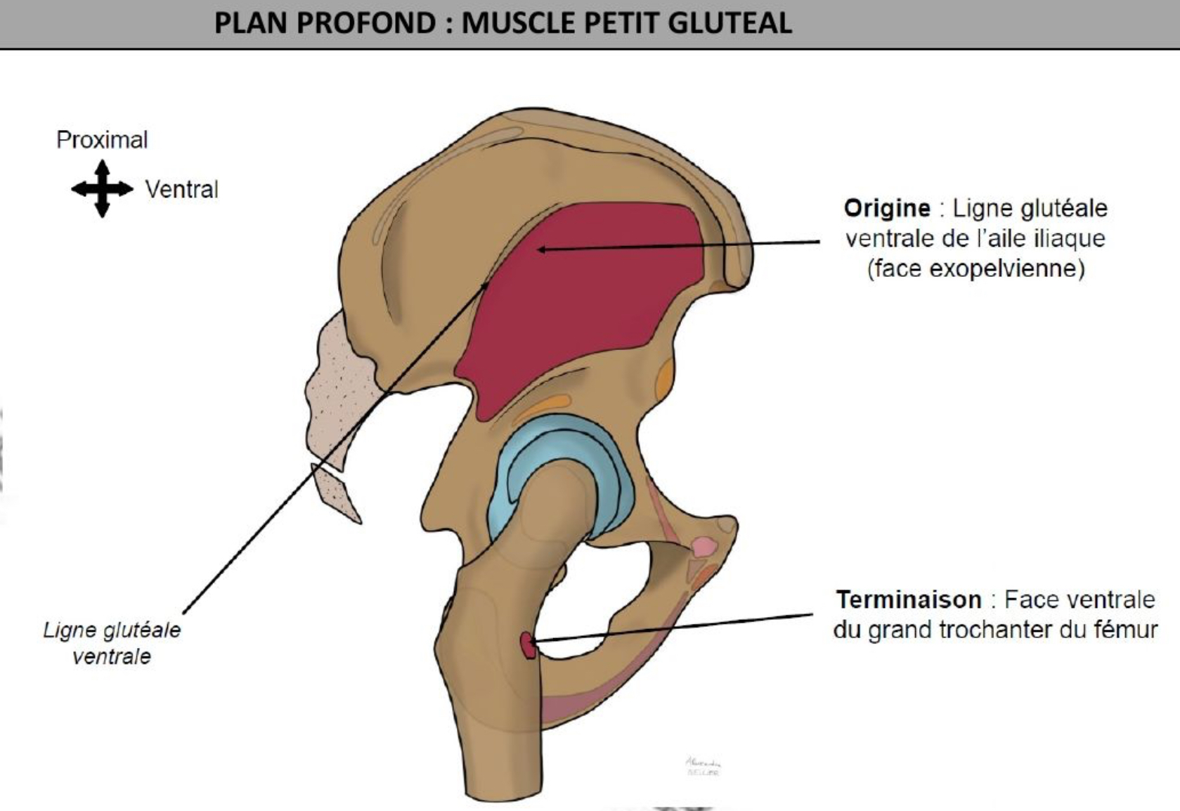 <p>Le + ventral </p><p>Ligne gluteale ventrale de l’aile iliaque (face exopelvienne) → face ventrale grand trochanter du fémur </p>