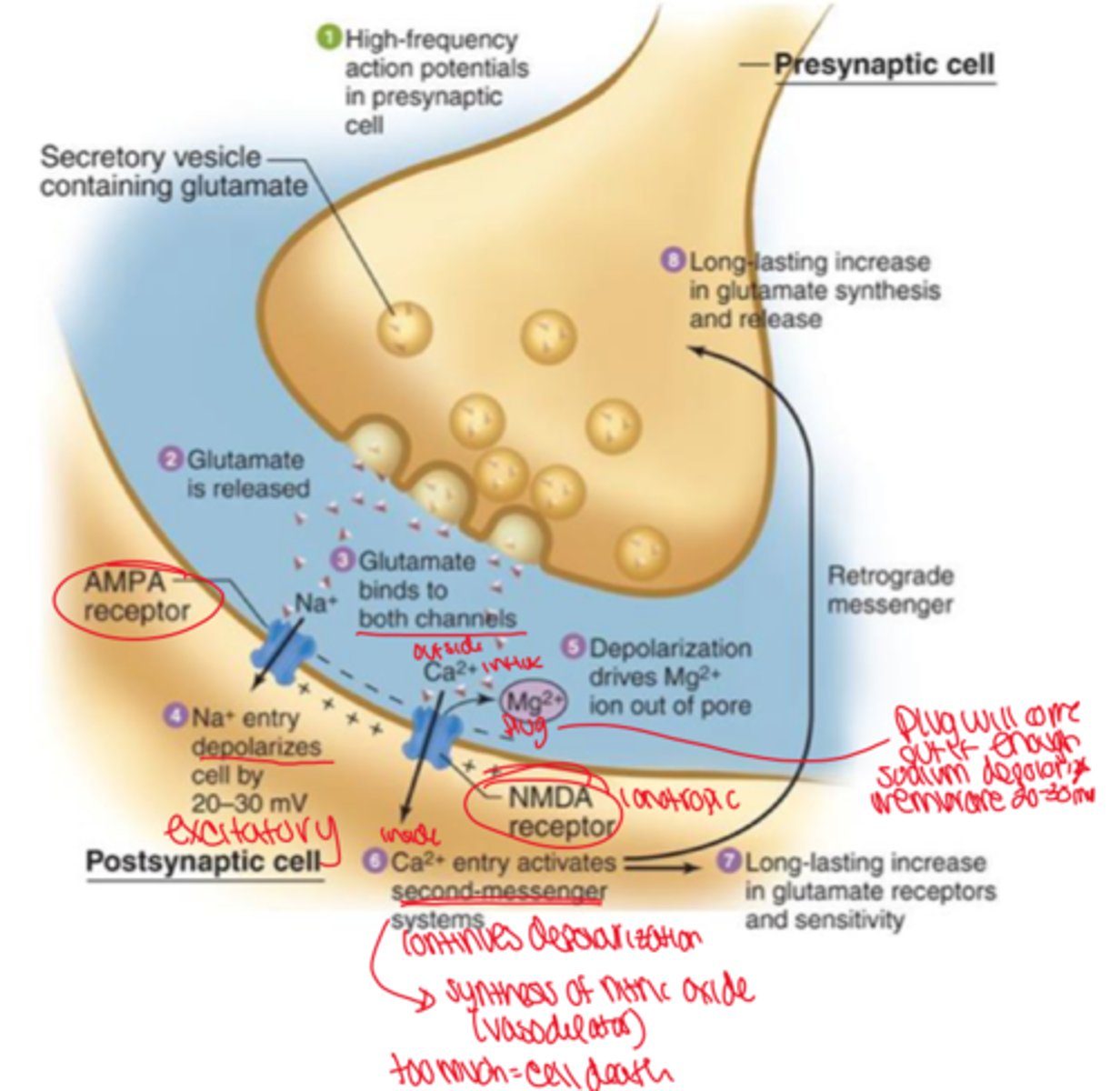 <p>learning and memory, AMPA, NMDA</p>