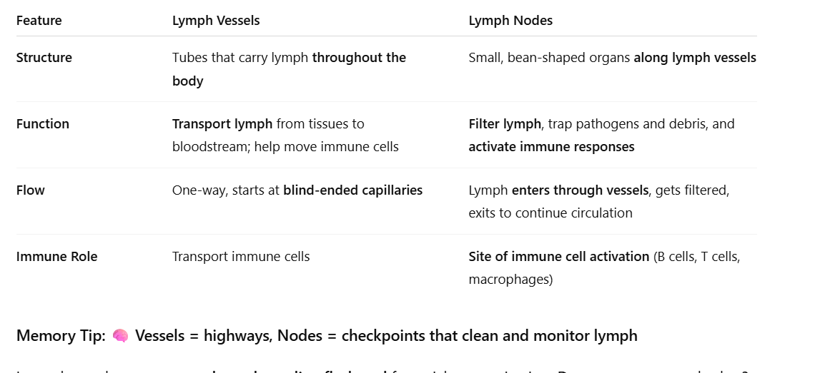 <p>What are lymph vessels and what do they contain?</p>