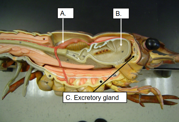 <p>Name structure B:</p>