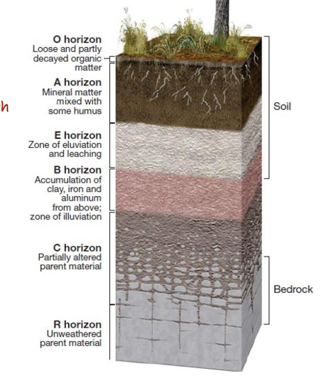 <p>B. Poorly drained soils</p>