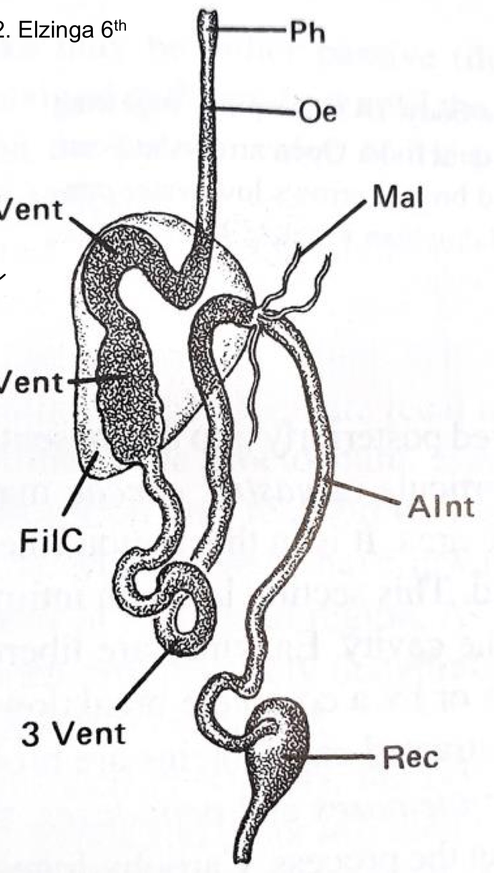 <ul><li><p>digestive specialization </p></li><li><p>Anterior and posterior section of midgut touch in enclosed membrane</p></li><li><p>water shunted to hindgut</p></li><li><p>food concentrated in midgut</p></li><li><p>In many Hemiptera</p></li><li><p>osmoregulation not disturbed</p></li><li><p>Used for sap because of low nutrients in it</p></li></ul>