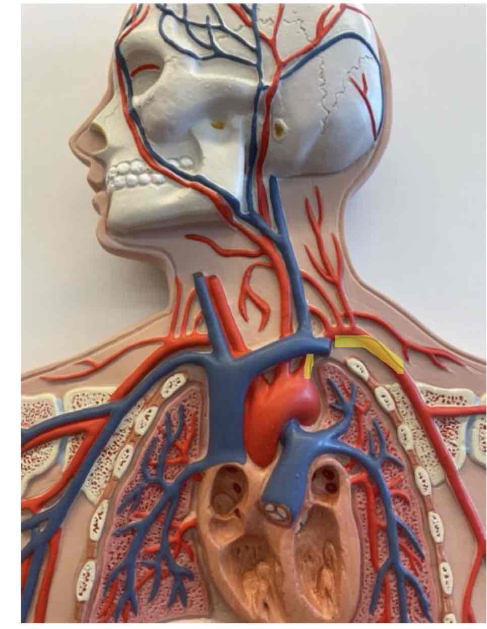 <p>What is the highlighted area</p>