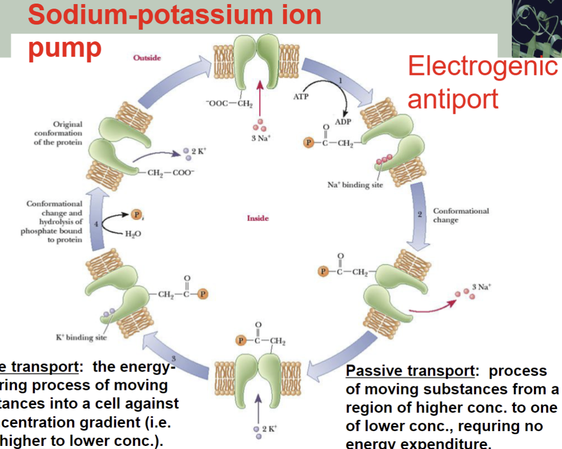 <p>Sodium-potassium ion pump</p>