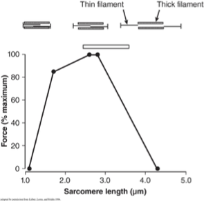 <p><span style="background-color: transparent;"><span>Force production varies with </span><strong><span>actin-myosin overlap:</span></strong></span></p><ul><li><p><span style="background-color: transparent;"><strong><span>Sarcomere at optimal length: </span></strong><span>produces </span><strong><span>maximum force</span></strong></span></p></li><li><p><span style="background-color: transparent;"><strong><span>Sarcomere too short: </span></strong><span>filaments interfere and reduce cross-bridge formation</span></span></p></li><li><p><span style="background-color: transparent;"><strong><span>Sarcomere too long:</span></strong><span> insufficient overlap reduces cross-bridge potential</span></span></p></li></ul><p></p>