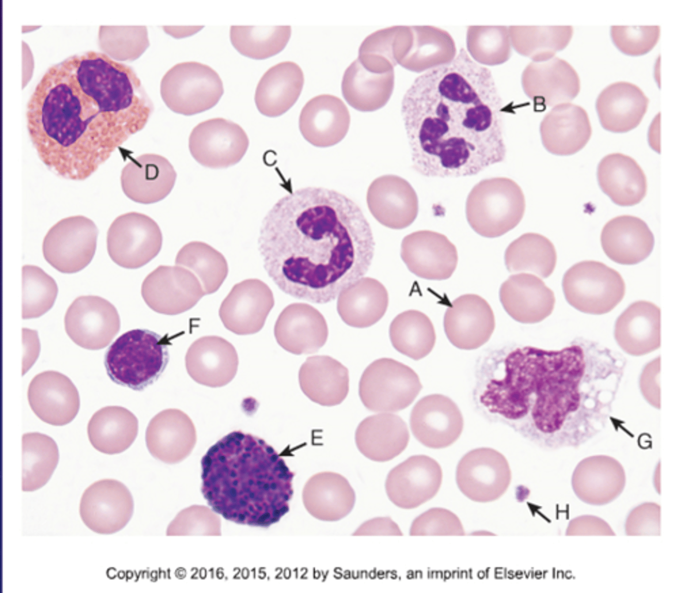 <p>A.Normal RBC</p><p>B.Segmented Neutrophil</p><p>C.Banded Neutrophil</p><p>D.Eosinophil</p><p>E.Basophil</p><p>F.Lymphocyte</p><p>G.Monocyte</p><p>H.Platelet</p>
