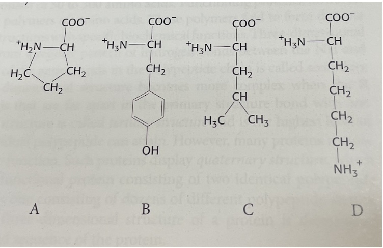<p><span>Examine the following four amino acids. &nbsp;Match them with their correct one-letter abbreviation.</span></p><p><span>A,B,C,D</span></p><p><span>P,K,Y,L</span></p>