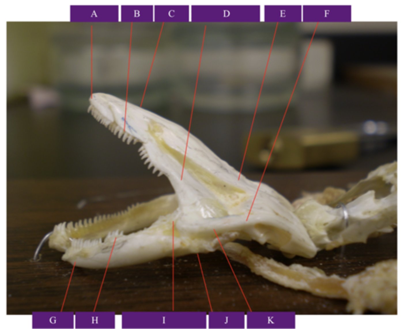 <p>What does letter G point to?</p>