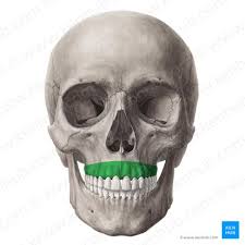 <p>bony marking?</p>