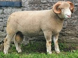 <p>meat/ medium wool breeds</p>