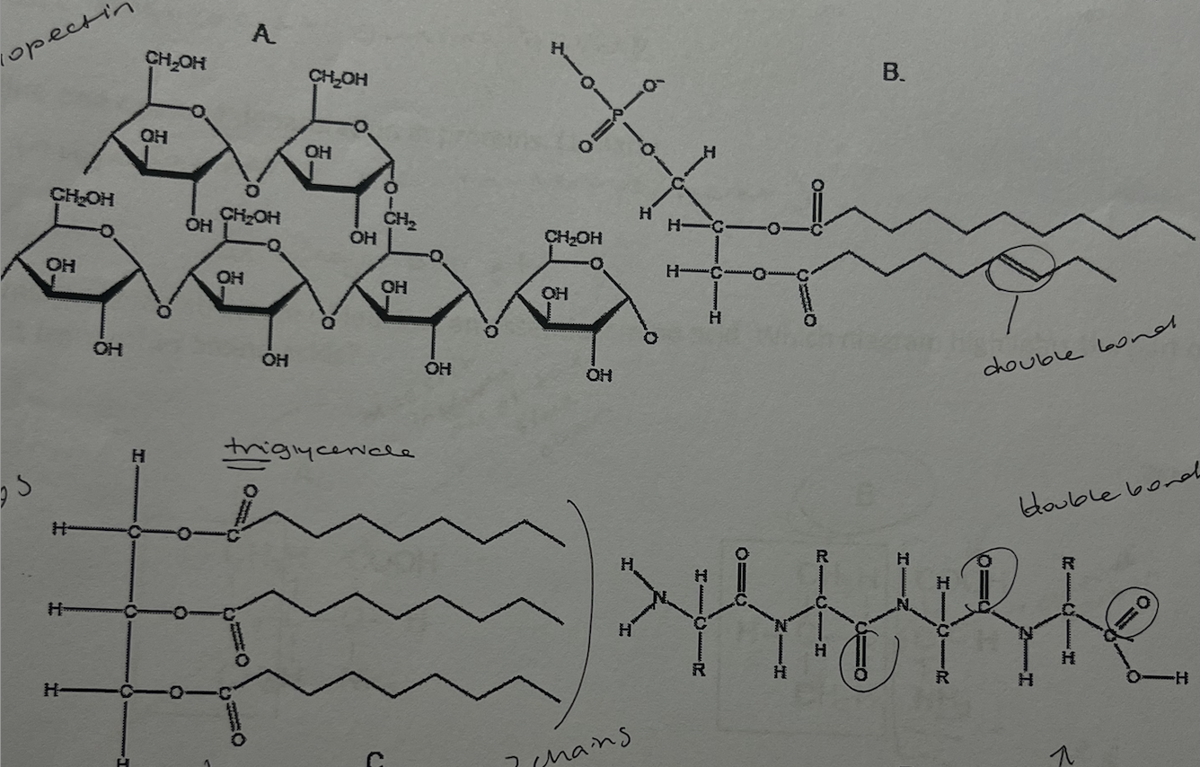 <p>which of the molecules shown would be most suitable for long-term energy storage in humans?</p>