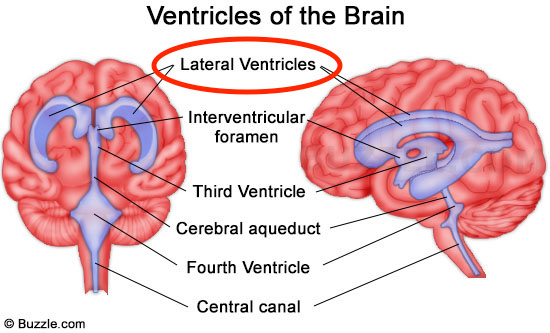 <p>Little belly like cavities</p><p>Liquid filled cerebral spinal fluid</p>