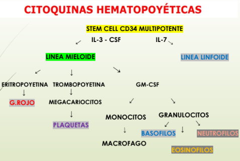 <p>STEM Cell CD34 multipotente y autorrenovable </p><p>Precursora de todas las células hematopoyecticas.</p><ul><li><p>IL3 (citoquina) y CSF Factor estimulante de colonias (también citoquinas, moléculas señalizadoras) = LINEA MIELOIDE (inducen la diferenciación hacia granulocitos o monocitos/macrófagos)</p></li><li><p>IL7 estimula a que se diferencie a la = LINEA LINFOIDE</p></li></ul><p></p>