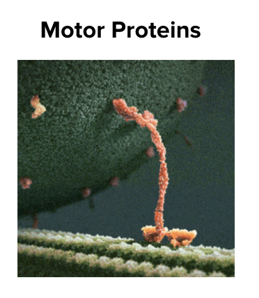 <p><span style="background-color: transparent; font-family: &quot;Proxima Nova&quot;, sans-serif;">Can use the cytoskeleton as highways and drag important stuff around with it.</span></p>