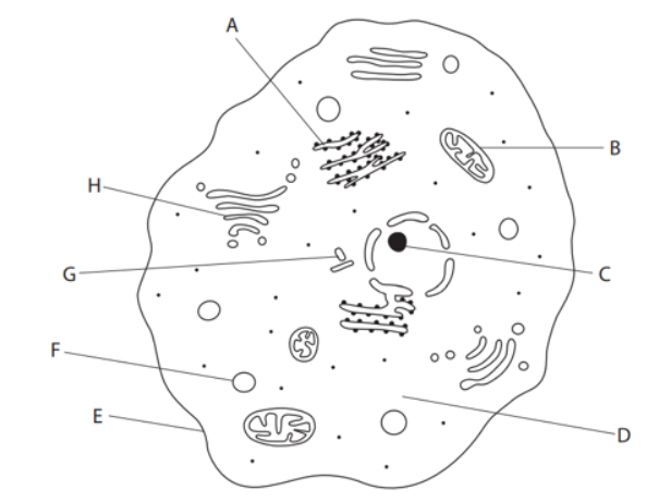 <p>Identify organelle A</p>