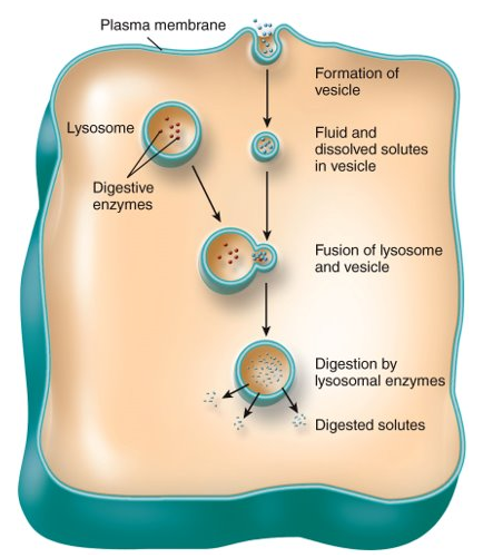 <p>the ingestion of extracellular fluid</p>