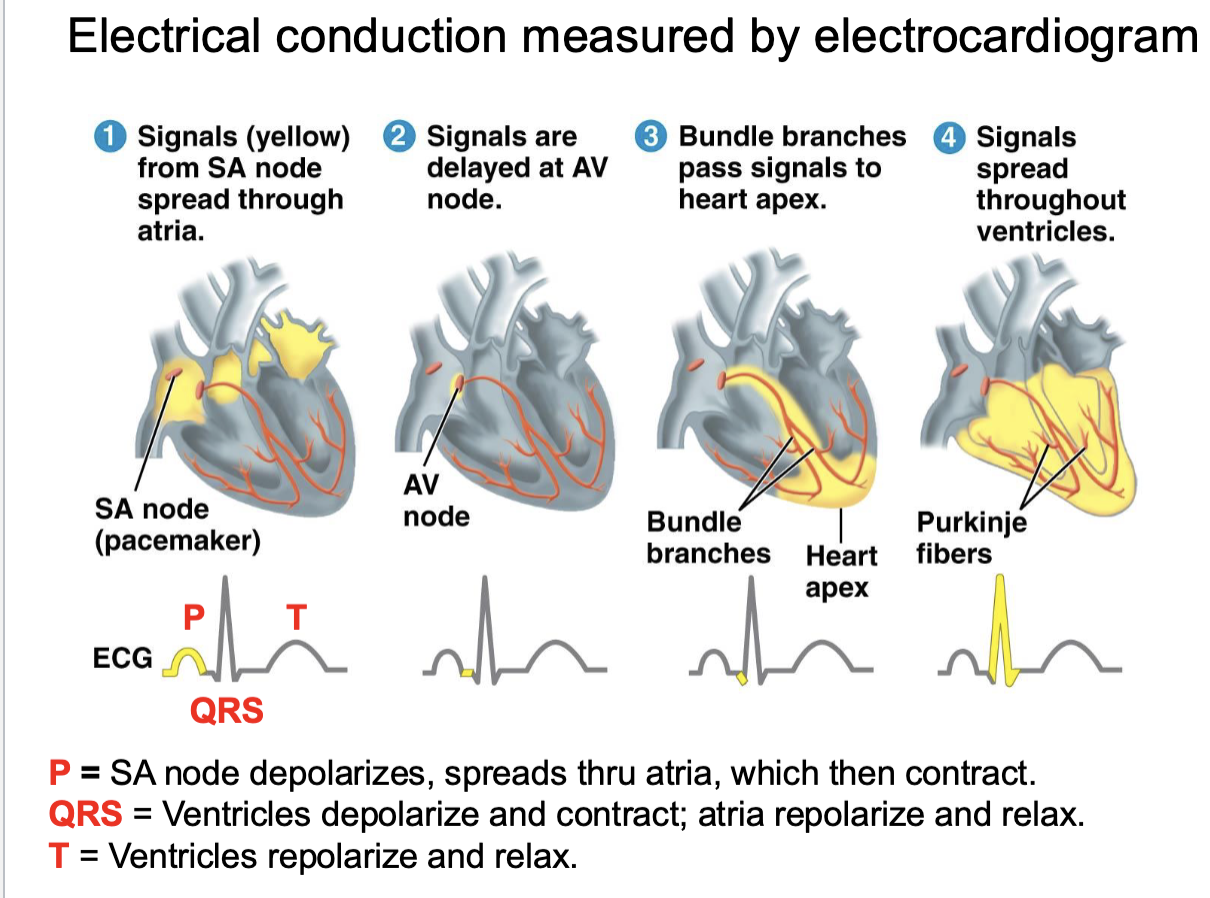 <ul><li><p>P wave = SA depolarization, atria contraction</p></li><li><p>QRS complex = ventricular depolarization/contraction, atria repolarize/relax</p></li><li><p>T wave = ventricles repolarize/relax</p></li><li><p>PQ interval = AV node conduction time</p></li><li><p>QT interval = duration of ventricular depolarization + repolarization</p></li></ul><p></p>