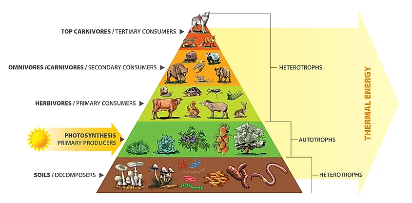 <p>carnivores</p>