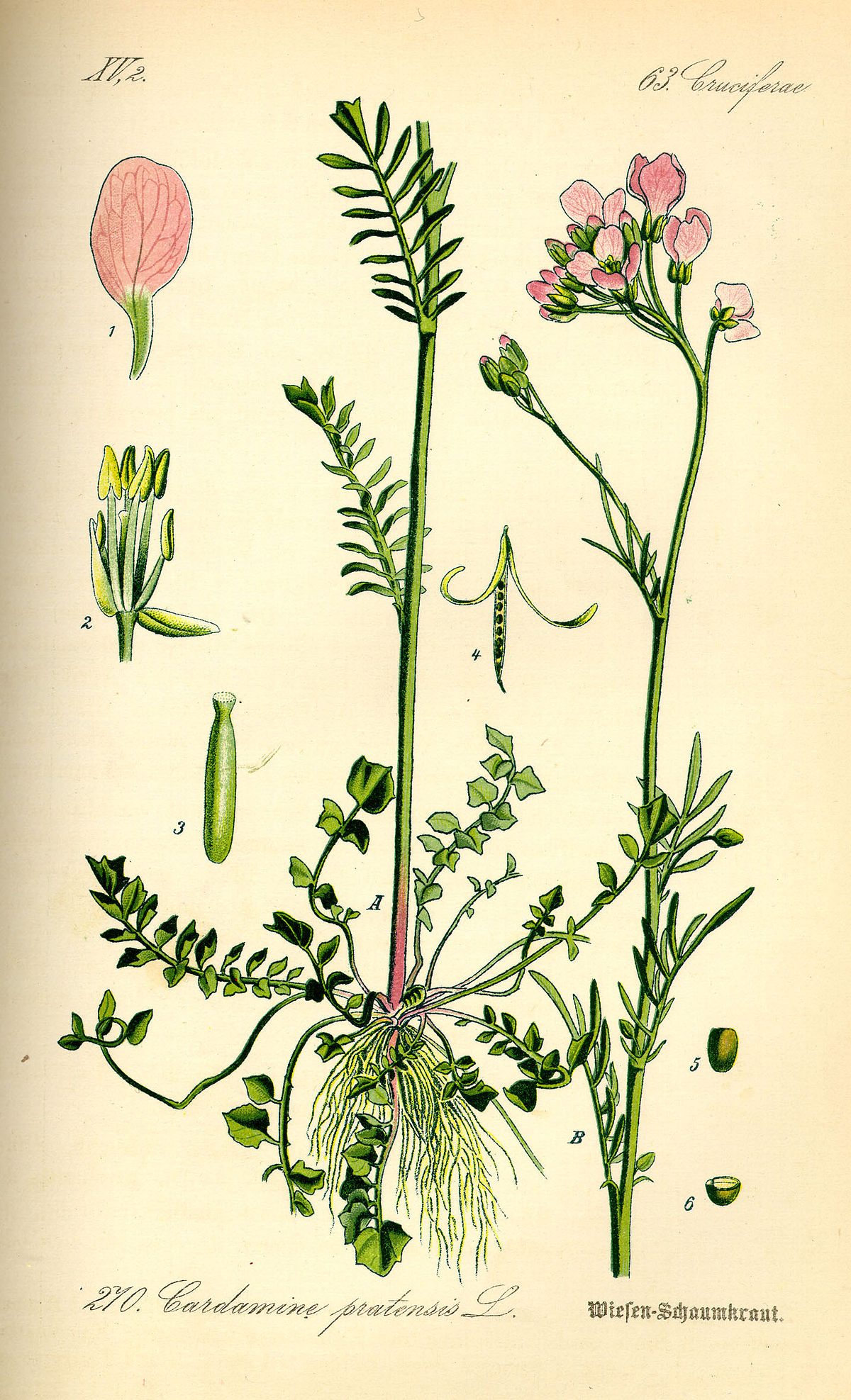 <p><em>Brassicaceae -</em> brukvovité</p><p><em>Cardamine pratensis -</em> řeřišnice luční</p>