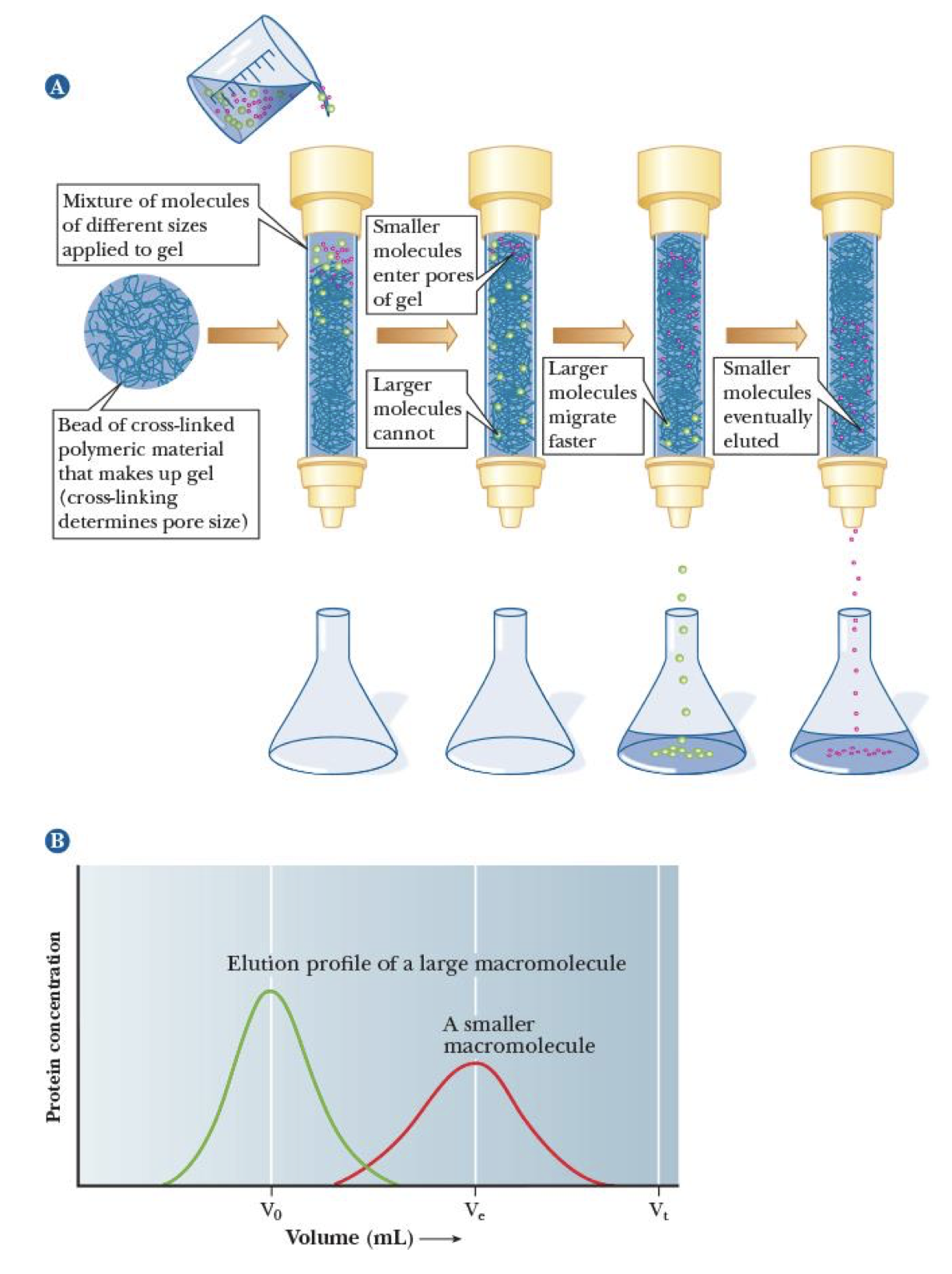 <p>technique used to separate substances based on <strong>size</strong> </p><ul><li><p>cross-linked beads → small enough particles enter (elute slower), big molecules don’t enter (elute faster)</p></li></ul><p></p>
