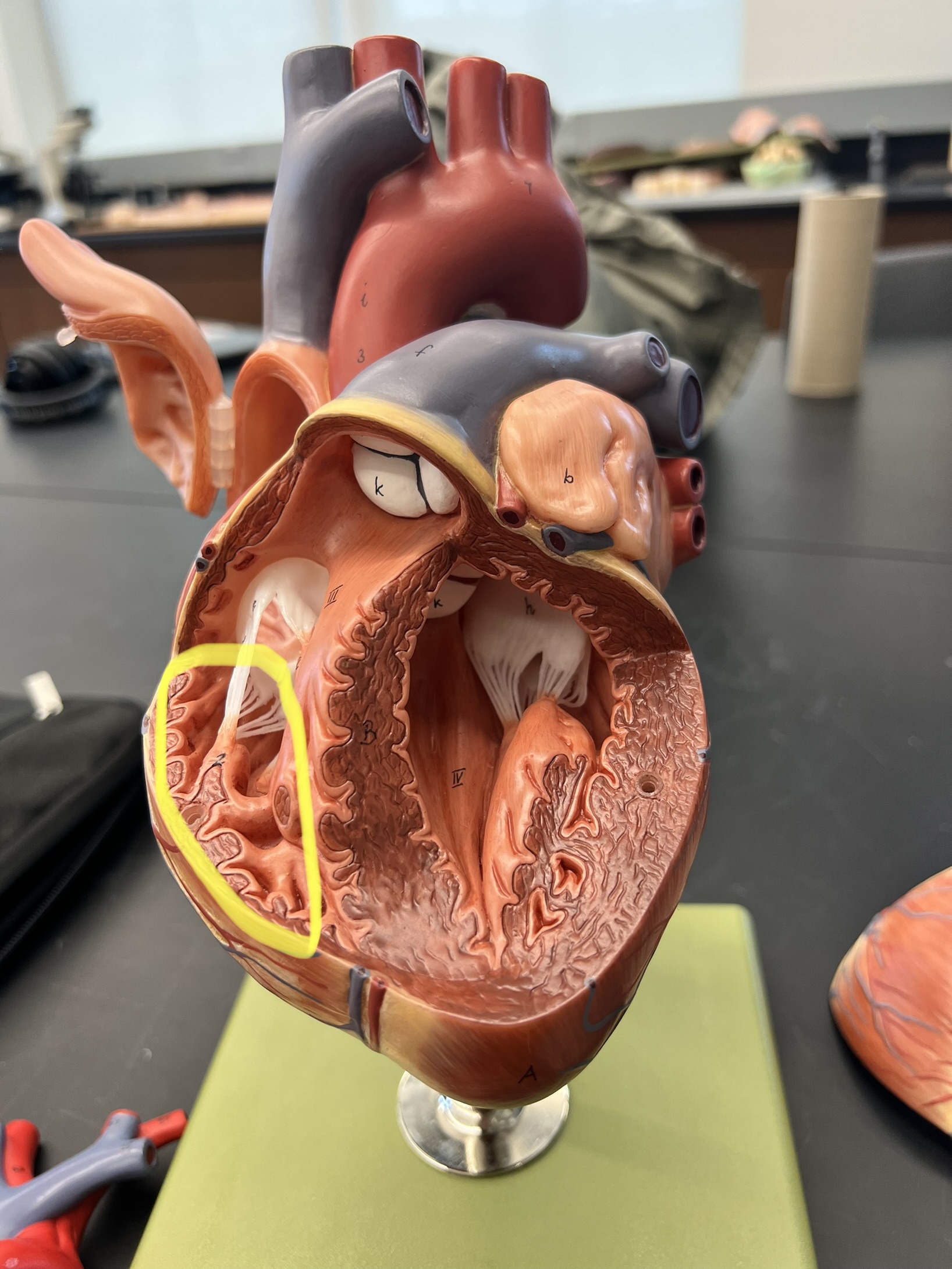 Name the heart structure.