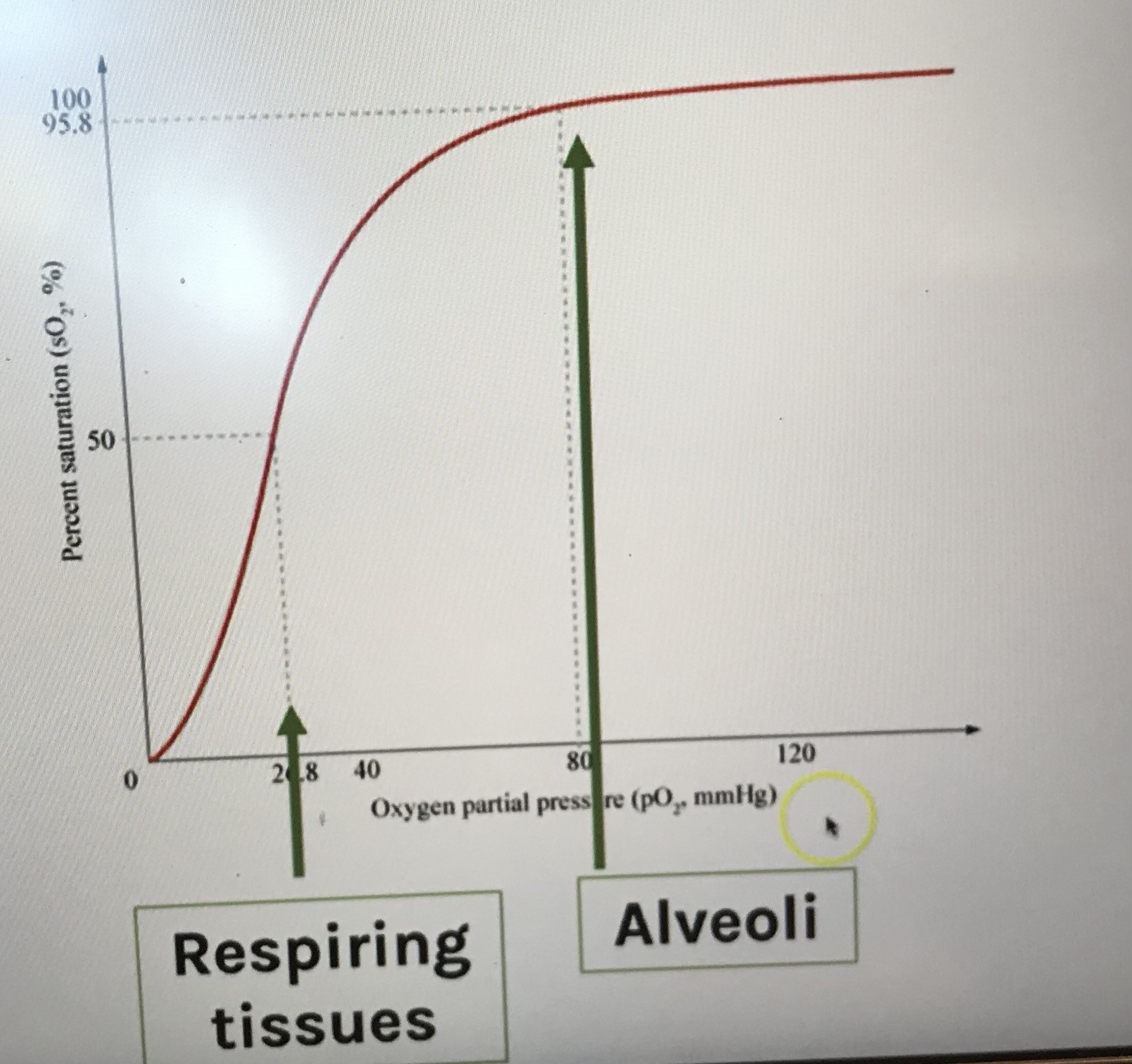 <p>Oxygen dissociation curve</p>