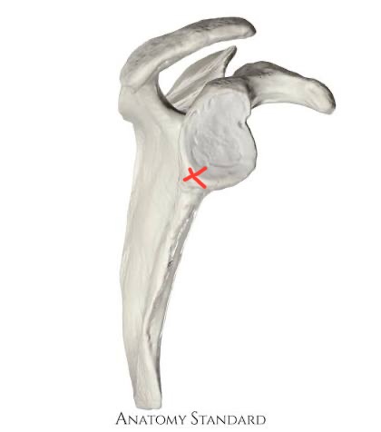 <p>scapula, bottom of glenoid fossa</p>