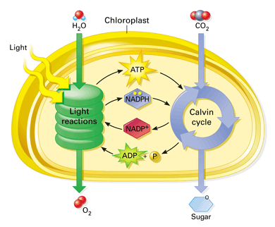 Inside of chloroplast 