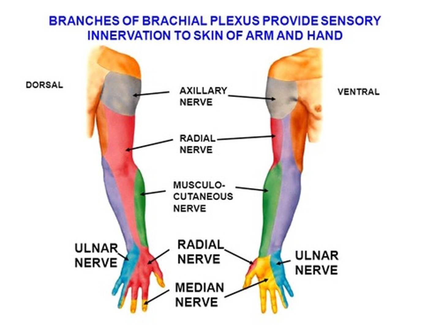 <p>- Motor to triceps, anconeus, brachioradialis, extensor carpi radialis longus, extensor carpi radialis brevis, extensor digitorum, extensor carpi ulnaris, supinator, abductor pollicis longus, extensor pollicis brevis, extensor pollicis longus and extensor indicis.</p><p>- Sensory from skin of posterior arm, forearm and hand.</p><p>- Most noticeable weakness with damage: extension of the elbow, wrist and fingers; supination.</p>