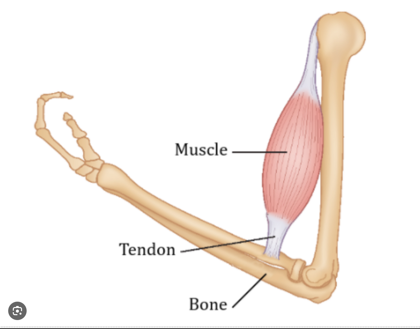 <p>By tendons</p>