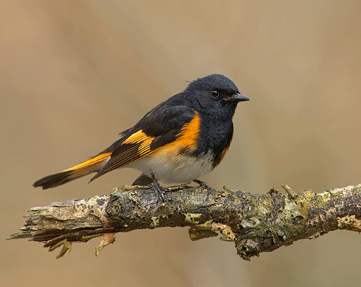 <p>Passeriformes</p><p>Black and orange, orange on sides of tail, females have yellow on sides of tail</p>