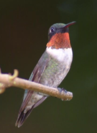 <p>what is this bird </p>