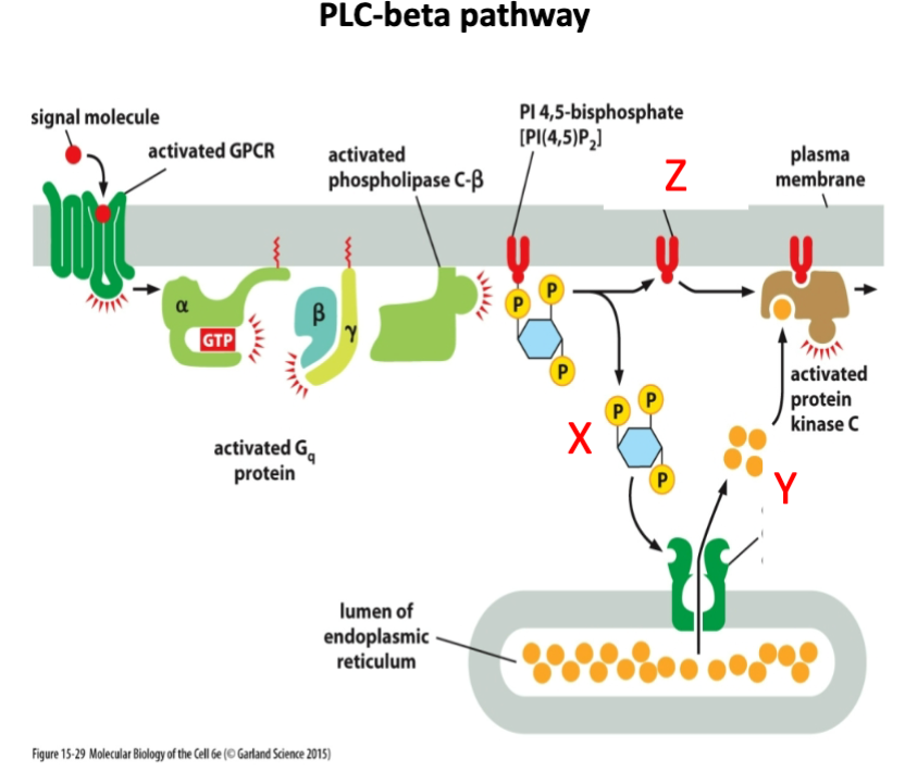 <p>What is marked by letter Y?</p><p>A- cAMP</p><p>B- Calcium</p><p>C- cGMP</p>