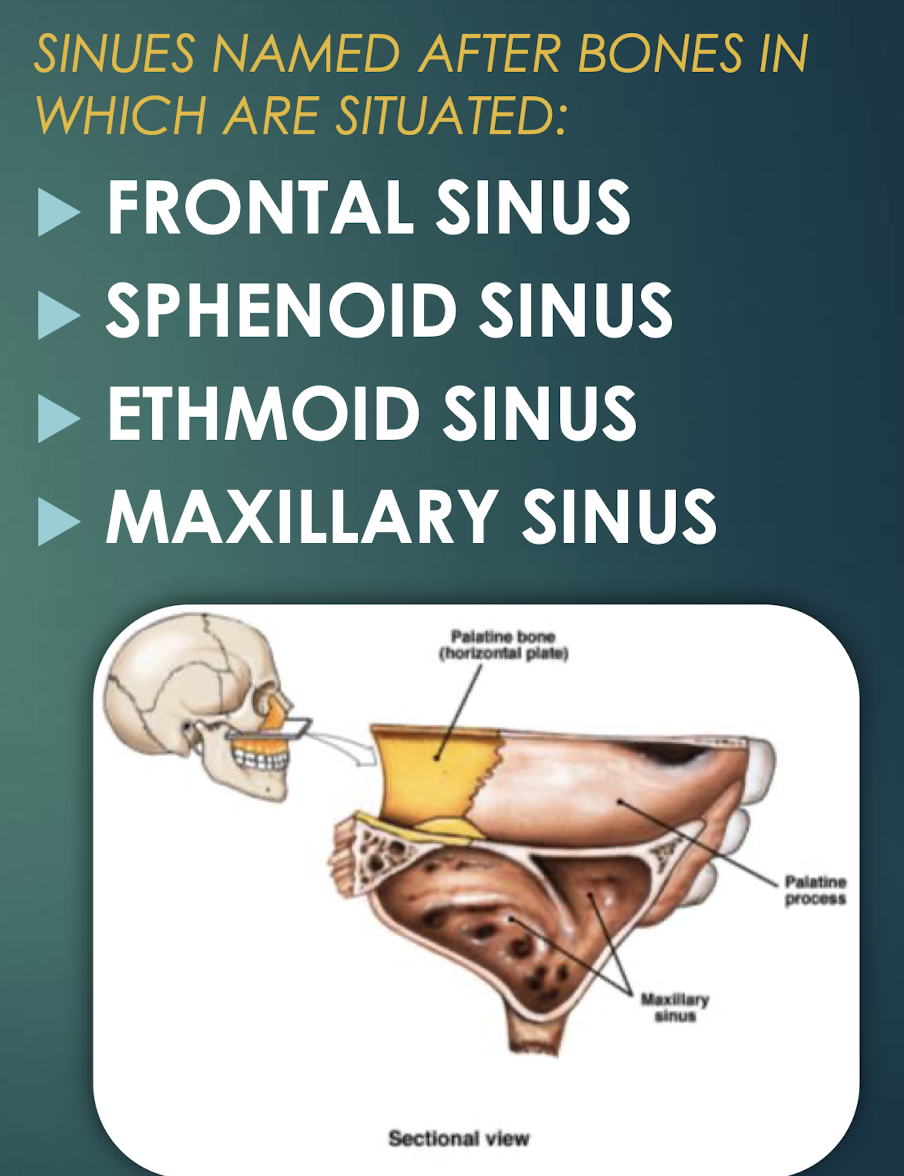 <p>Paranasal Sinuses</p>