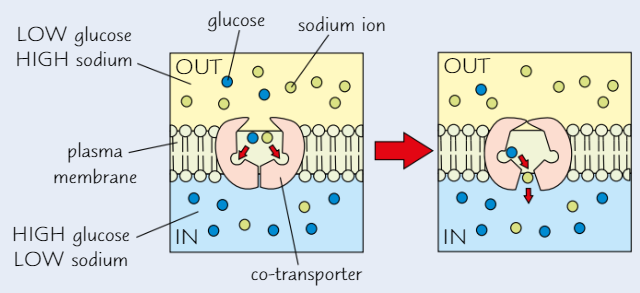 <ul><li><p>Type of <strong>carrier protein</strong></p></li><li><p>Bind <strong>two </strong>molecules a time</p></li><li><p>Conc. gradient of one of the molecules is used to move other molecule <strong>against</strong> its own conc. gradient</p><ul><li><p>Diagram shows sodium ions moving into cell <strong>down </strong>conc. gradient</p><p>→ this moves glucose into cell, <strong>against</strong> its conc. gradient</p></li></ul></li></ul><p></p>