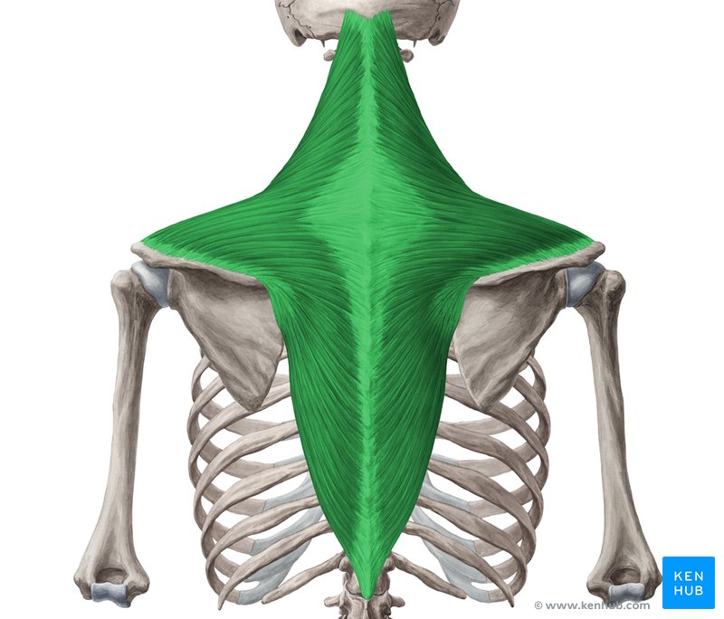 <p>Rotates and retracts scapula. Superior portion elevates scapula, inferior portion depresses scapula.</p>