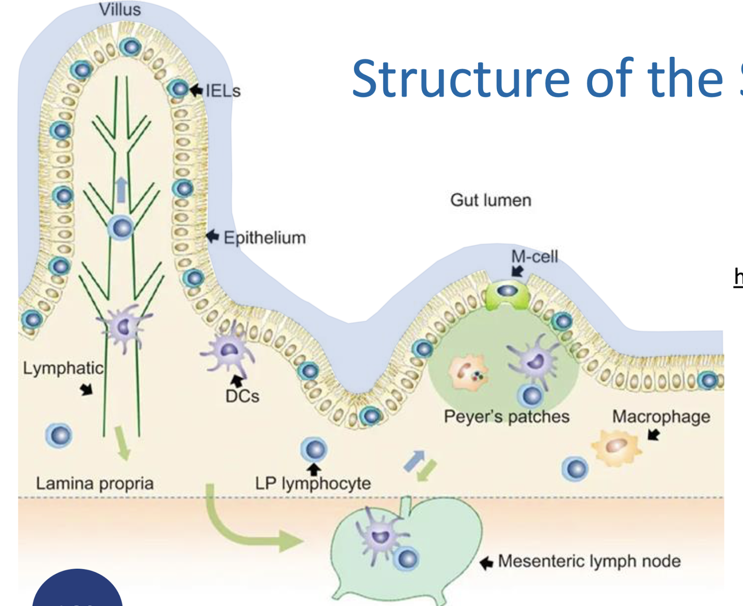 <ul><li><p><strong>Mucous Gel Layer (MGL)</strong></p></li><li><p><strong>Glycocalyx</strong></p></li><li><p><strong>Epithelium</strong></p></li><li><p><strong>Lamina propria</strong></p></li><li><p><strong>Draining mesenteric lymph nodes</strong></p></li></ul><p></p>