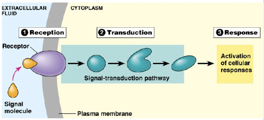 <ol><li><p>Reception</p></li><li><p>Transduction</p></li><li><p>Response</p></li></ol><p></p>