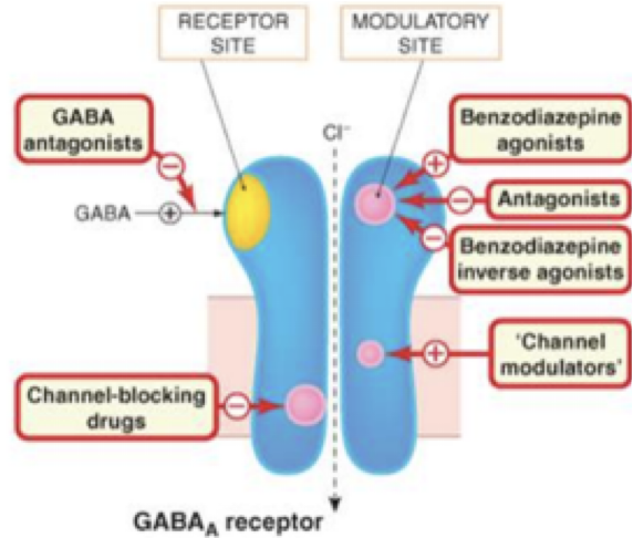 <ul><li><p><span>Has a SPECIFIC binding site on the receptor that it binds to (BZP binding site)</span></p></li><li><p><span>Has agonists, antagonists, and inverse agonists</span></p><ul><li><p><span>What we usually use when using BZPs is the agonist… enhances the function of the GABA receptor&nbsp;</span></p></li></ul></li><li><p>Uses as a sedative / premedicant (also an anticonvulsant)</p></li></ul><p></p>